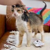 Thumbnail photo of Bri Lee Simpson #4