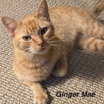 Thumbnail photo of Ginger Mae #2
