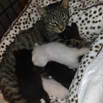 Thumbnail photo of Aurora #2