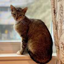 Thumbnail photo of Rowan #3