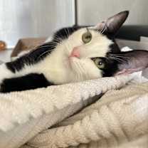 Thumbnail photo of Scooter #2