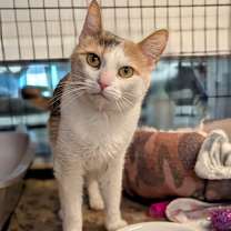 Thumbnail photo of Baby Doll #2