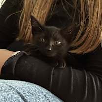 Thumbnail photo of Nissan #2