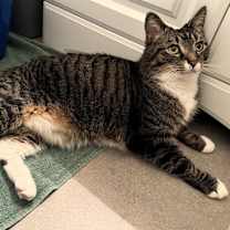 Thumbnail photo of Little Man #2