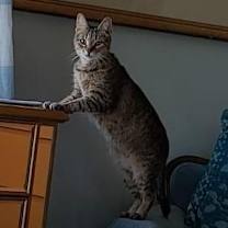 Thumbnail photo of Amma #2