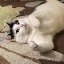 Thumbnail photo of Dottie D #2