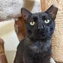 adopt-pet