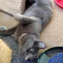 Thumbnail photo of Astrid #3