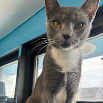 Thumbnail photo of Pebbles #3