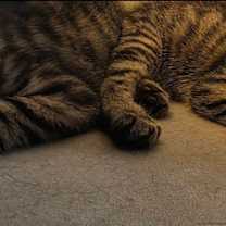 Thumbnail photo of Apollo #3