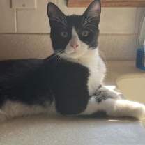 Thumbnail photo of Miso #1