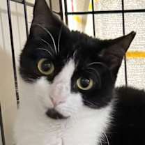 Thumbnail photo of Zelda #1