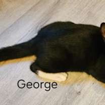 Thumbnail photo of George Weasley #2