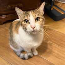 Thumbnail photo of Coadi #4