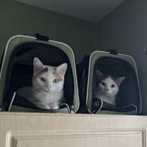 Thumbnail photo of Moscato #2