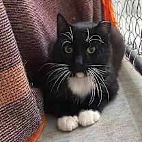 Thumbnail photo of Ceasar #2