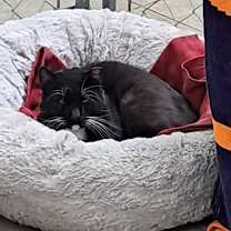 Thumbnail photo of Ceasar #3