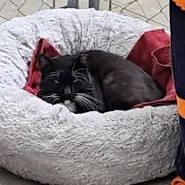 Thumbnail photo of Ceasar #4