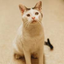 Thumbnail photo of Angel #1