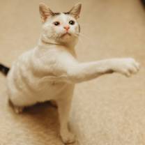 Thumbnail photo of Angel #2