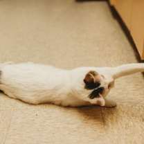 Thumbnail photo of Angel #3