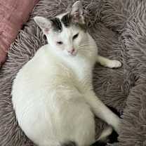 Thumbnail photo of Angel #4