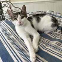 Thumbnail photo of Kirby #1