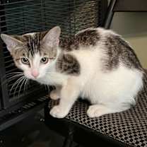 Thumbnail photo of Kirby #3