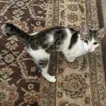 Thumbnail photo of Kirby #4