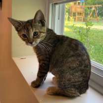Thumbnail photo of Nala #1