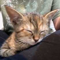 Thumbnail photo of Nala #2