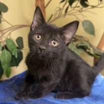 Thumbnail photo of Maple #1