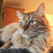 adopt-pet