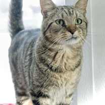 Thumbnail photo of Twizzler #1