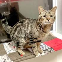 Thumbnail photo of Twizzler #2