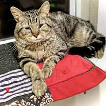 Thumbnail photo of Twizzler #3