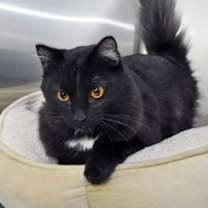 Thumbnail photo of Snickers #1