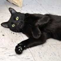 Thumbnail photo of Sigurd #2