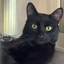 Thumbnail photo of Sigurd #3