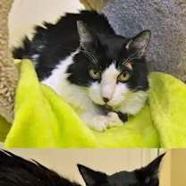 Thumbnail photo of Mistique #1