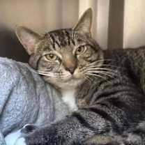 Thumbnail photo of Milo #1