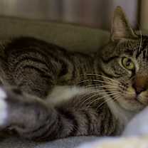 Thumbnail photo of Milo #2