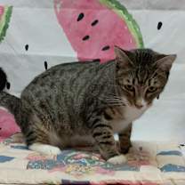 Thumbnail photo of Wally #1