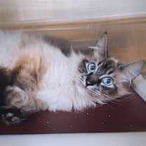 Thumbnail photo of Fable #2