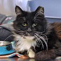 Thumbnail photo of Cairan #1