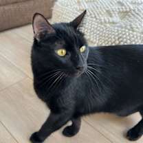 Thumbnail photo of Manhattan #2