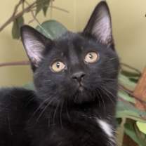 Thumbnail photo of Apple Fritter #1