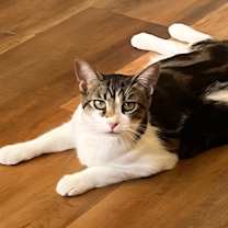 Thumbnail photo of Kimmy #3