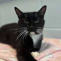 Thumbnail photo of Quilla #2