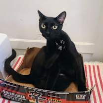 Thumbnail photo of Ruffio #1